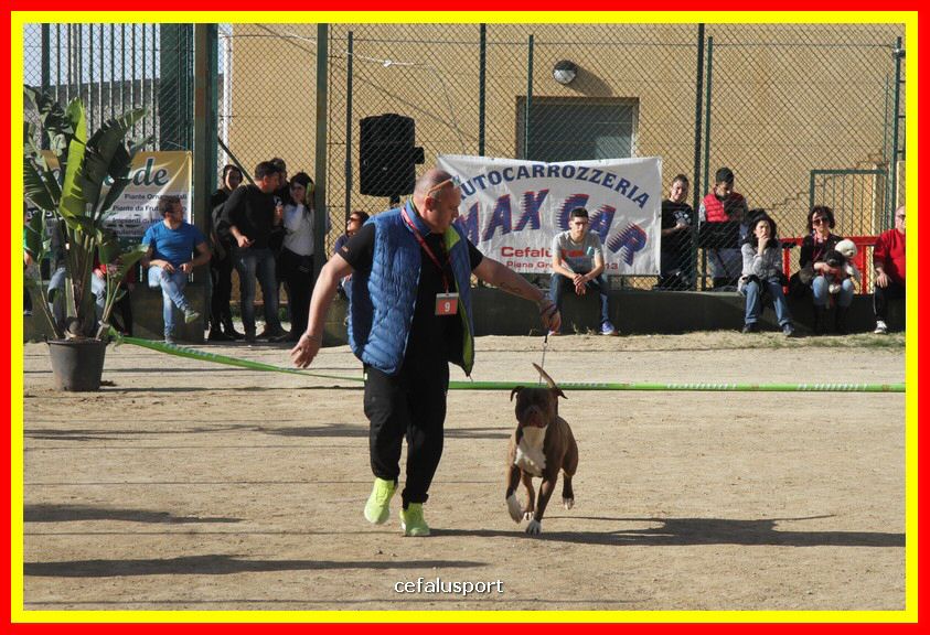 180311 mostra_canina 113.jpg